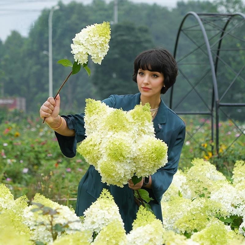 Premium White Hydrangea Seeds - 200+ Seeds Per Pack for Gorgeous Garden Blooms