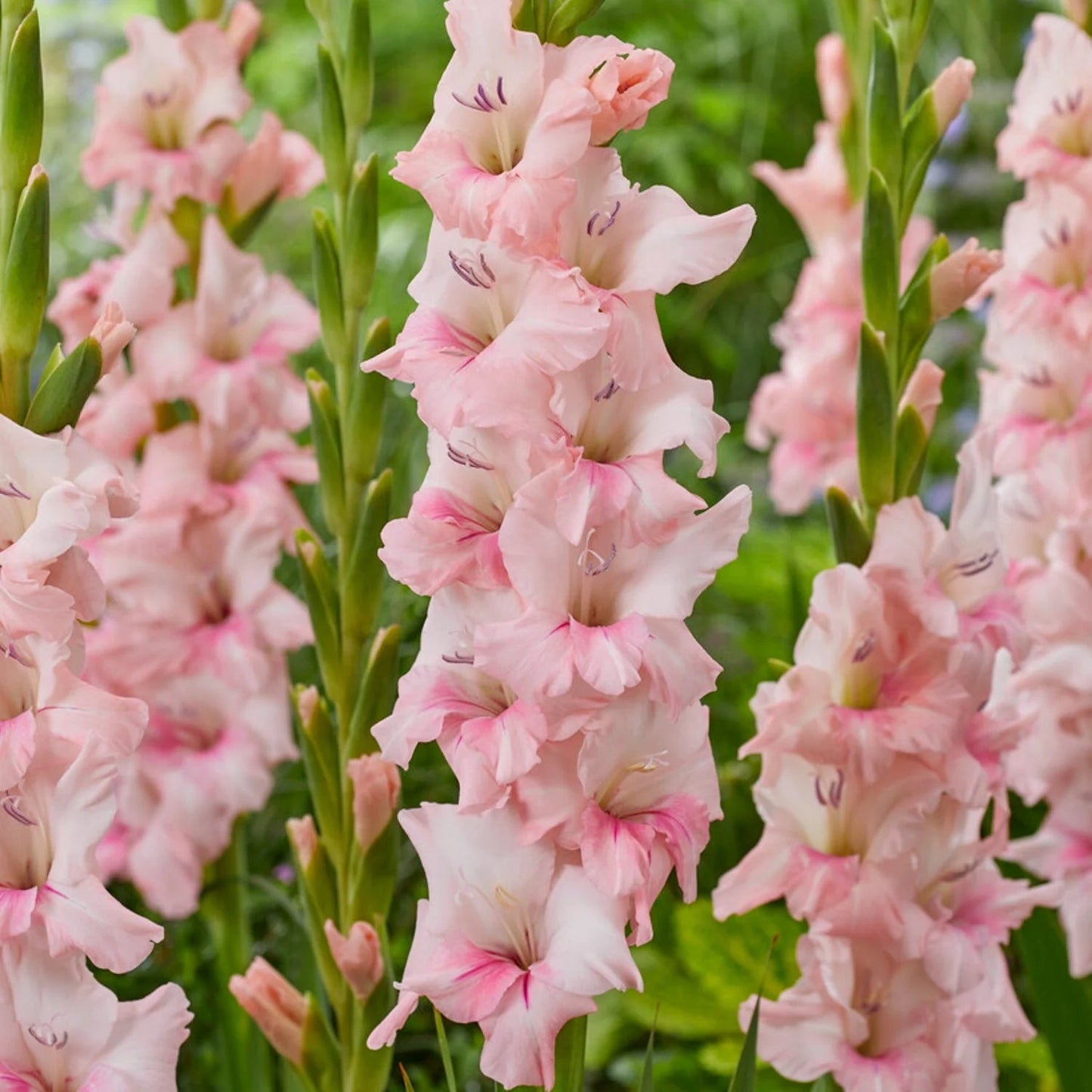 Gladiolus Flower