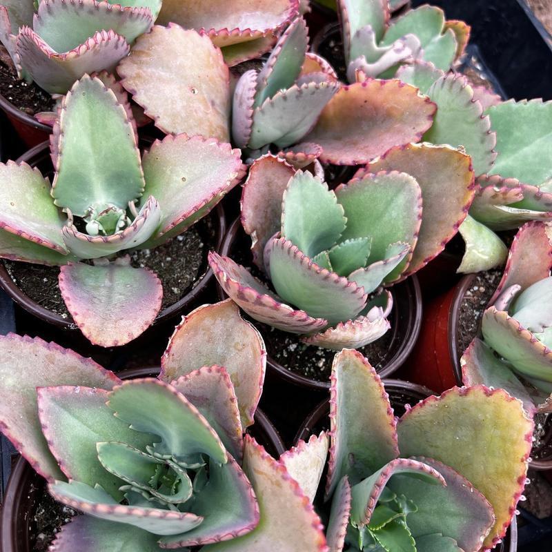 500Pcs Mother of Thousands Seeds – Hardy Succulents Ideal for Beginner Gardeners & Low-Maintenance Decor
