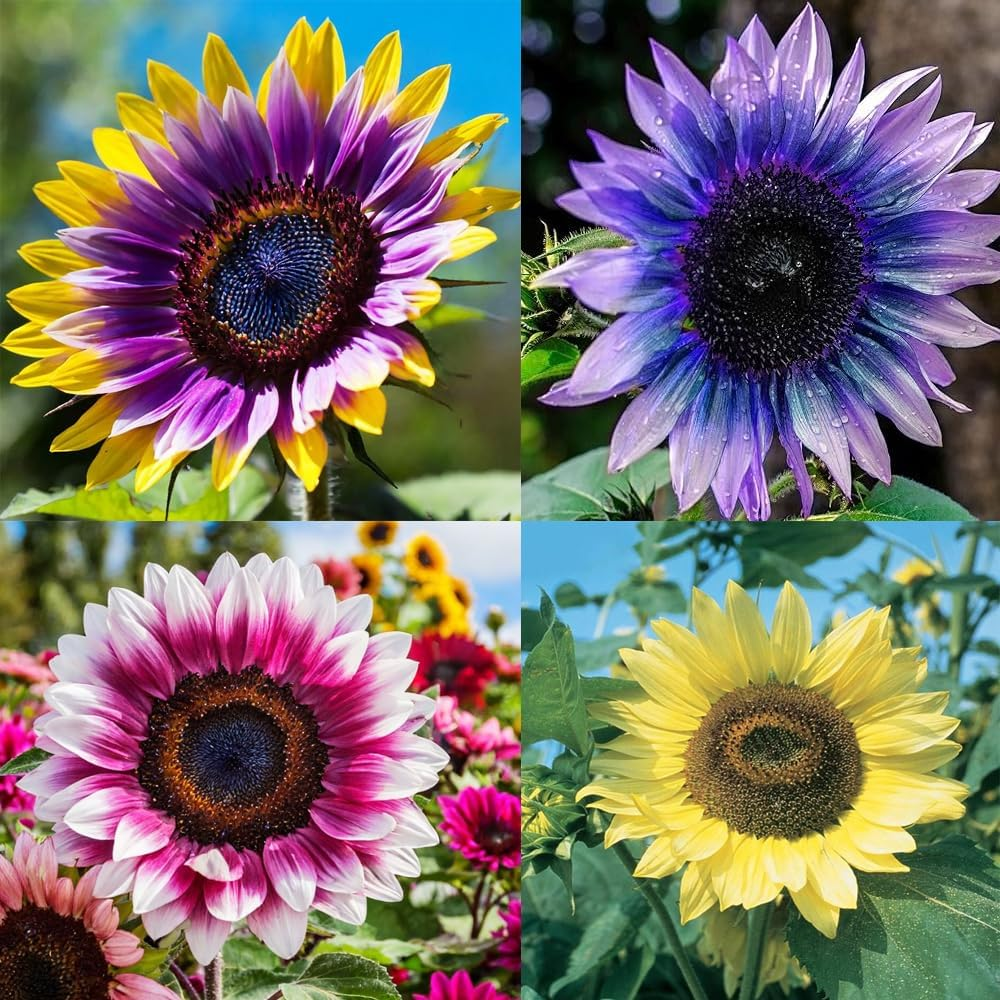๐ป50+ Mixed Color Sunflowers