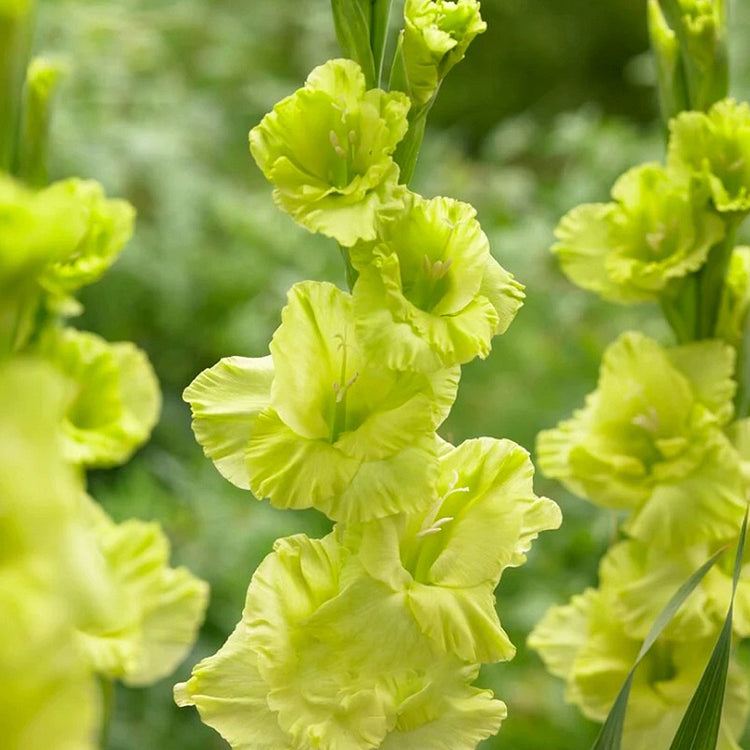 Gladiolus Flower
