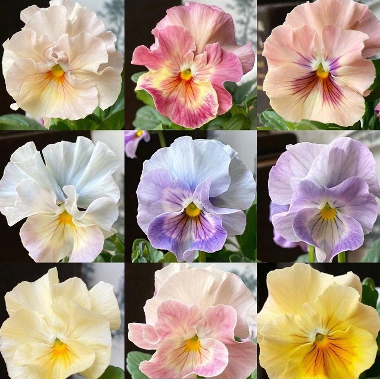 ๐ Pansy Winter Elf Series - I Miss You Endlessly