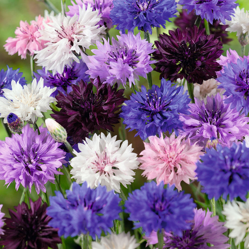 1000 Pcs Tall Double Mixed Colors Cornflower Flower Seeds