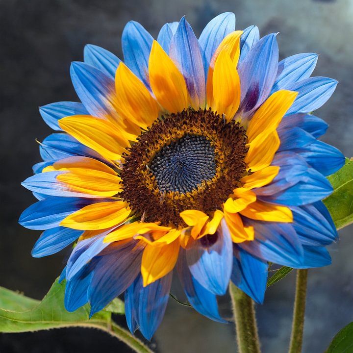 ๐ป50+ Mixed Color Sunflowers