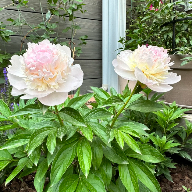 đșChinese Peony Flower SeedsâMixed Color PlantsâHome Garden Flower Seeds
