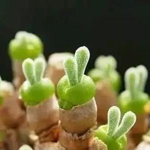 500Pcs Monilaria Obconica Bunny Seeds โ Rare, Adorable Succulent for Indoor and Outdoor Gardening, Perfect for Unique Plant Displays