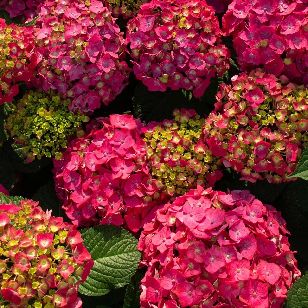 200pcs Red Hydrangea Seeds – Bold & Vibrant Blooms for Garden Borders, Pots & Statement Landscapes
