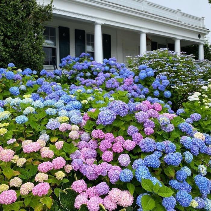 200pcs Mixed Hydrangea Seeds – Soft Pastel Blooms for Romantic Garden Corners & Pots