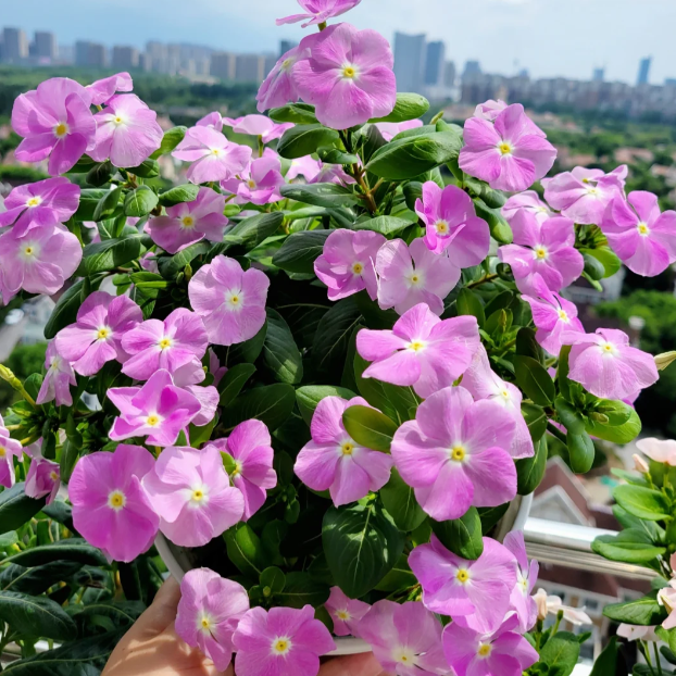 🌸Periwinkle—Blooms All Year Round