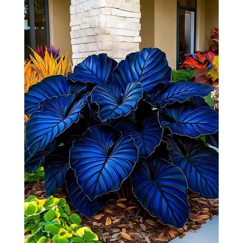 800Pcs Mixed Hosta Seeds for Planting β Rare Color Varieties, Shade-Loving Perennials for Garden and Landscaping