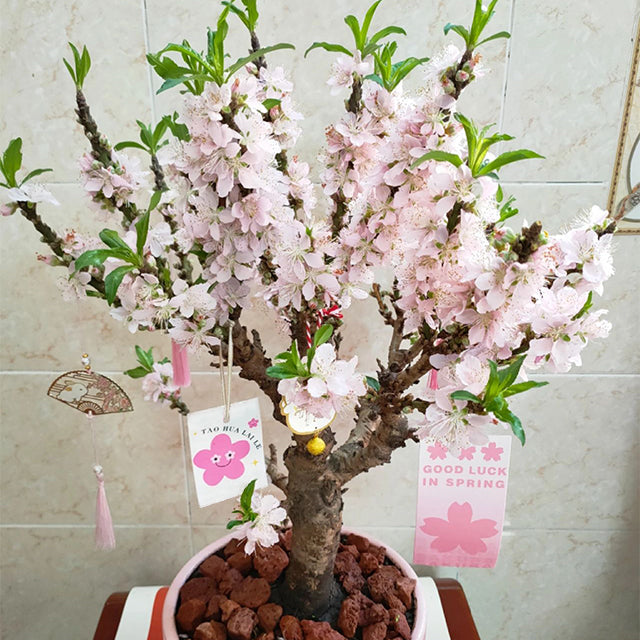 Peach Blossom Bonsai Houseplant Seeds