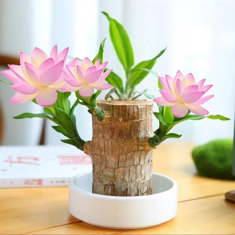 Brazilian Wood Bonsai – Potted Lucky Plant for Desktop or Gift Use