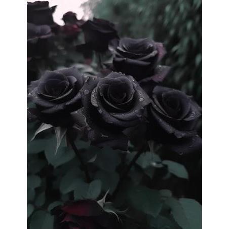 Black Rose Seeds 100pcs - Flower Bush Perennial Shrub Flowers Seed black rose