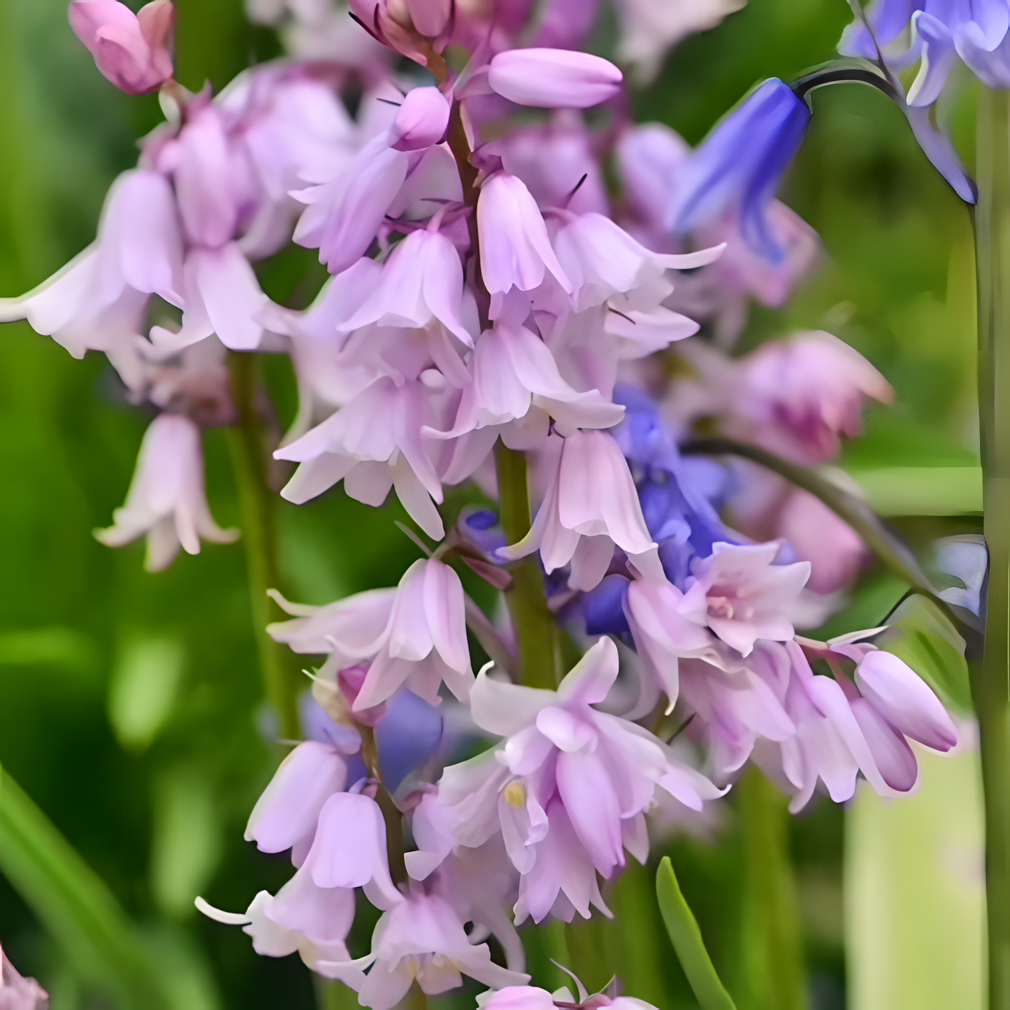 🧚♂️🔔Bluebells – The Fairies' Lucky Bells