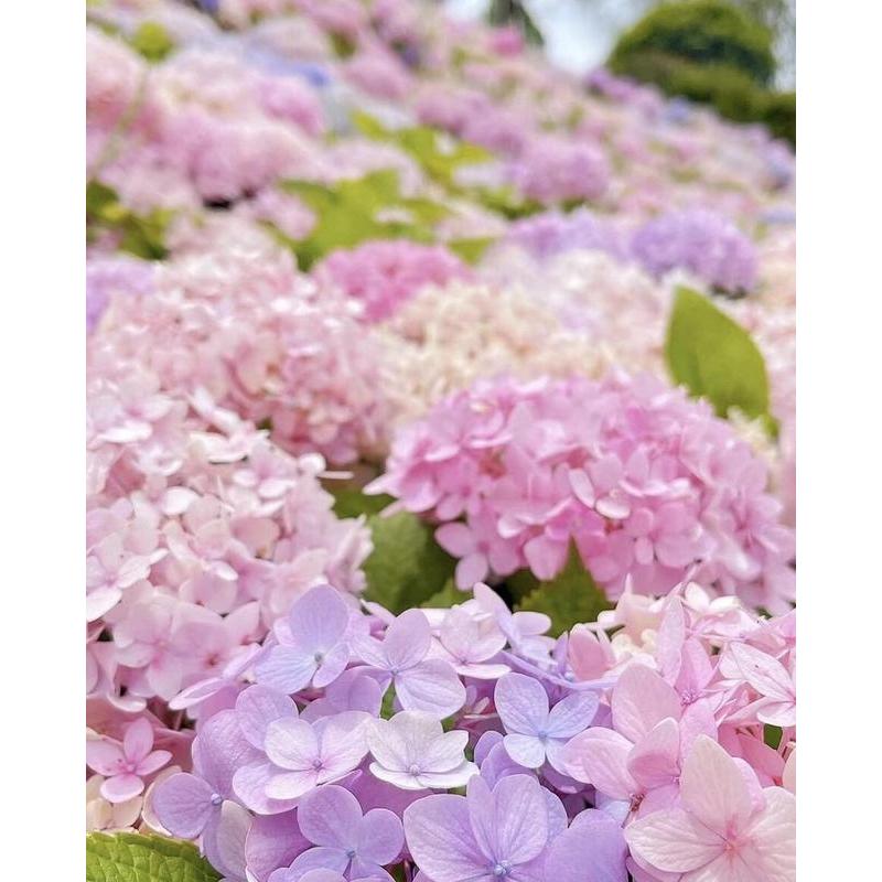 Hydrangea Seeds 50 seeds Mixed Color Seeds Perennial Flowers for Vibrant Garden Displays Hardy and Easy to Grow Perfect for Landscaping and Gardening Projects