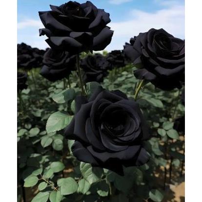 Black Rose Seeds 100pcs - Flower Bush Perennial Shrub Flowers Seed black rose