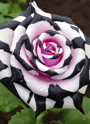 Romantis Rose Seeds