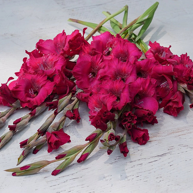 Gladiolus Flower