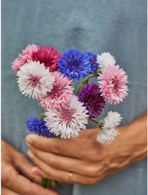 1000 Pcs Tall Double Mixed Colors Cornflower Flower Seeds