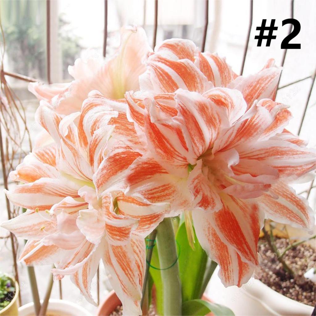 50pcs Hippeastrum Rutilum Seeds Bonsai Home Garden Balcony Plants