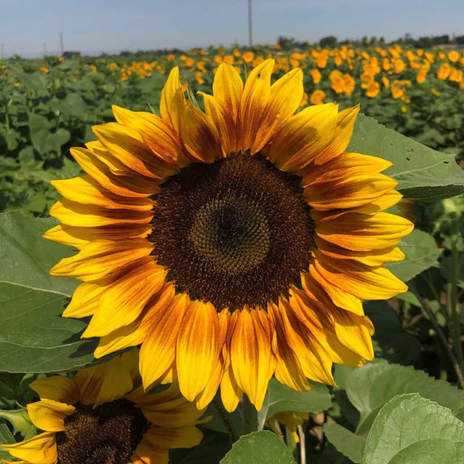 ๐ป50+ Mixed Color Sunflowers