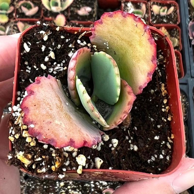 500Pcs Mother of Thousands Seeds – Hardy Succulents Ideal for Beginner Gardeners & Low-Maintenance Decor
