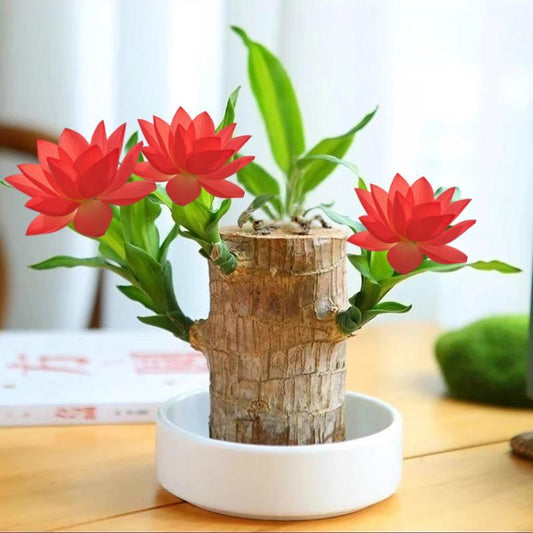 Charming Brazilian Wood with Ceramic Pot & Mysterious Doll – A Touch of Green and Magic for Your Home
