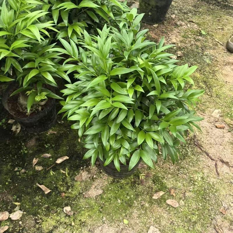 Lucky Bamboo Cypress Seeds – Indoor Live Houseplants for Home Décor, Low-Light Bamboo Plant, Feng Shui Good Luck Plant