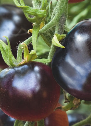 Rare Pruple Tomato Seeds No-Gmo