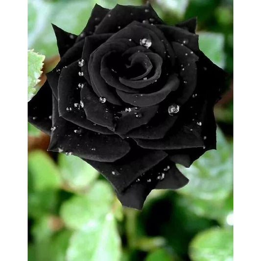Black Rose Seeds 100pcs - Flower Bush Perennial Shrub Flowers Seed black  rose