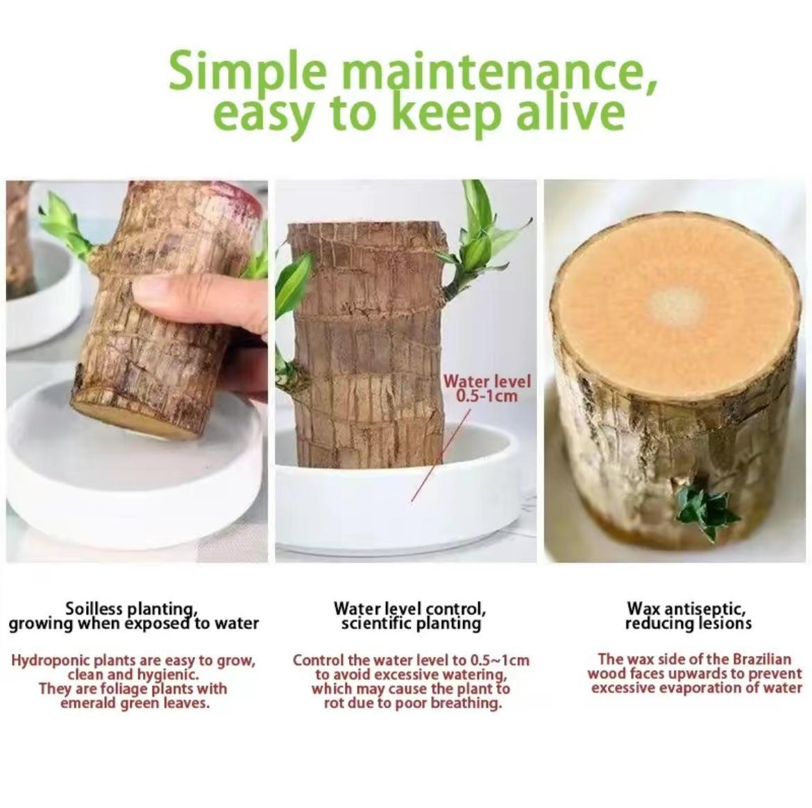 Brazilian Lucky Wood Set – Includes Tree, Tray & Mystery Doll for Fortune & Desktop Décor