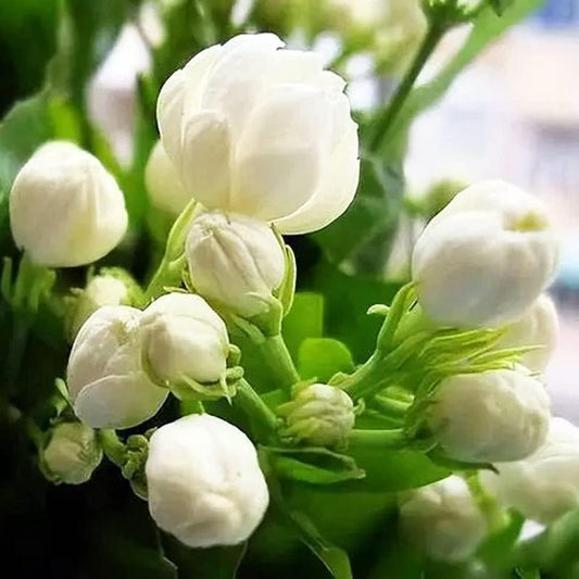 Jasmine Flower Seeds - 100Pcs Aromatic White Blossoms for Indoor Outdoor Use Easy to Grow High Germination Rates Perfect for DIY Gardening and Nature-Inspired Home Decor
