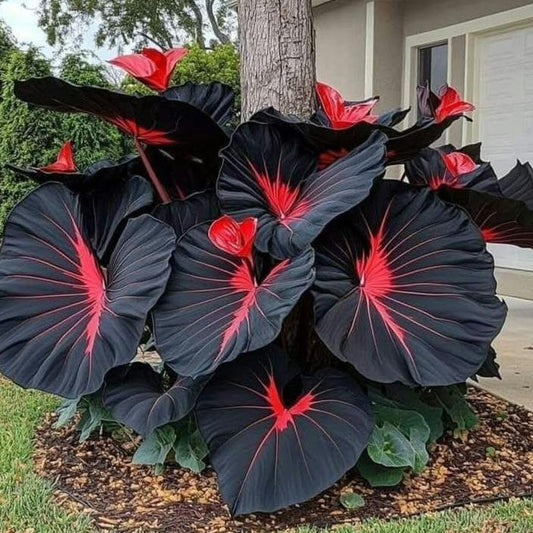 800Pcs Hosta Seeds – Giant Elephant Ear Style Foliage | Lush Shade-Loving Perennial | Perfect for Borders, Walkways & Woodland Gardens | Fast-Growing, Low Maintenance & Eye-Catching Greenery