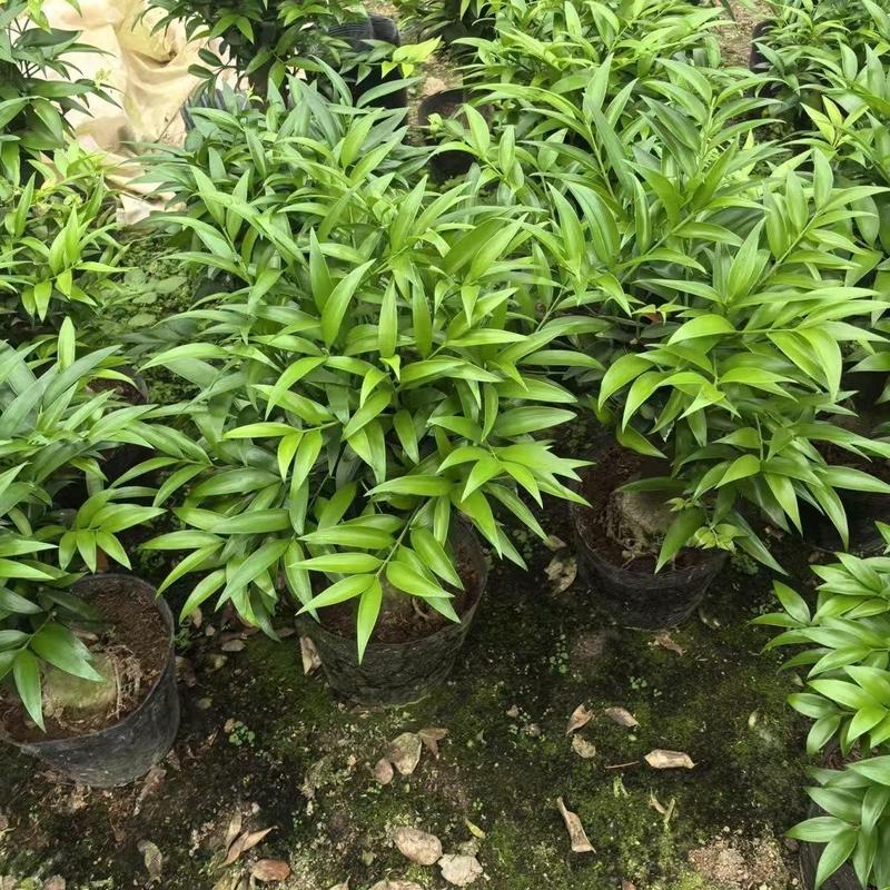 Lucky Bamboo Cypress Seeds – Indoor Live Houseplants for Home Décor, Low-Light Bamboo Plant, Feng Shui Good Luck Plant