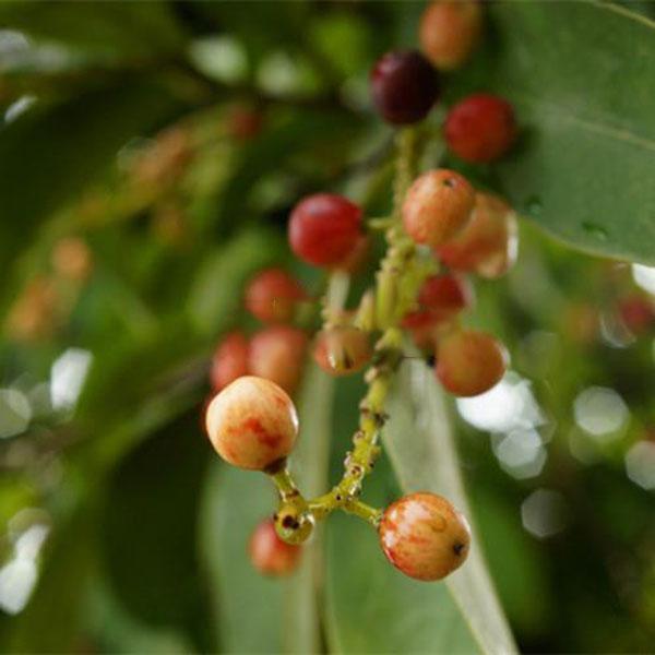 Egrow 50Pcs（100Pcs）/Pack Schisandra Seeds Chinese Magnolia Vine Edible Garden Fruit Tree Seed DIY Plants