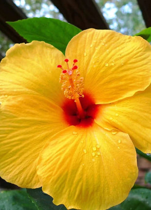 Rare Yellow Hibiscus Seeds "Yellow Rainbow"