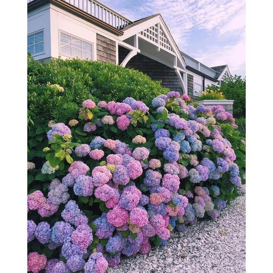 Hydrangea Seeds 50 seeds Mixed Color Seeds Stunning Perennial Flower Seeds for Gardeners Hardy Blooms Perfect for Landscaping and Garden Beautification