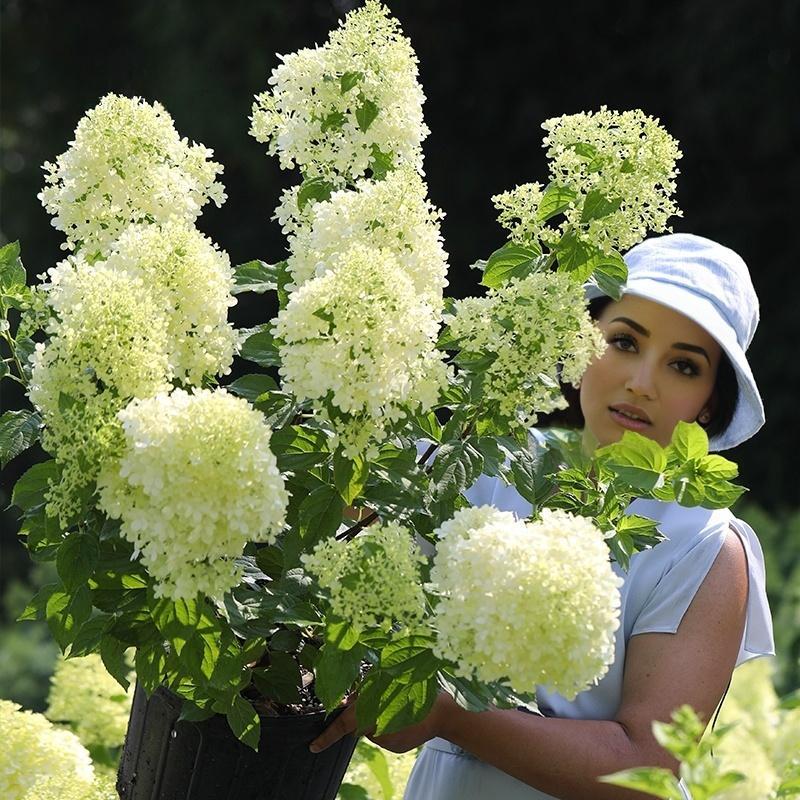 Premium White Hydrangea Seeds - 200+ Seeds Per Pack for Gorgeous Garden Blooms