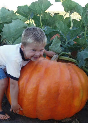 Rare and exotic pumpkin seeds