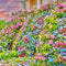 Hydrangea