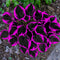 Hosta