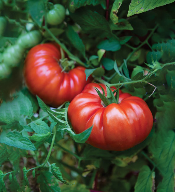 Beafsteak Tomato Seeds