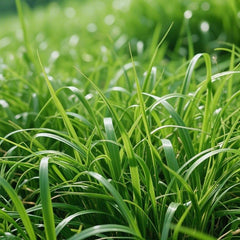 Collection image for: Grass