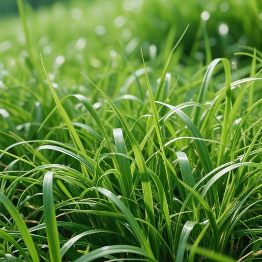 Zoysia Lawn Grass Seeds 3000pcs – Heat-Tolerant, Weed-Suppressing, Ideal for Summer Planting