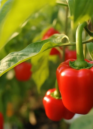 Rainbow Sweet Bell Pepper Seeds