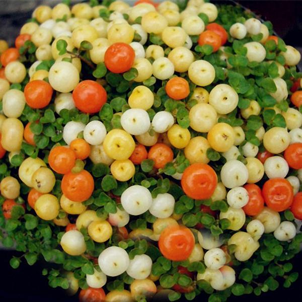 Egrow 50Pcs（100Pcs）/Bag Lamp Beads Grass Seeds Flower Seeds Garden Bonsai Plant for Home Garden Plants