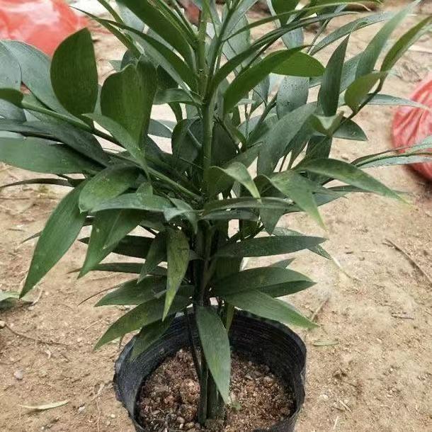 Lucky Bamboo Cypress Seeds – Indoor Live Houseplants for Home Décor, Low-Light Bamboo Plant, Feng Shui Good Luck Plant