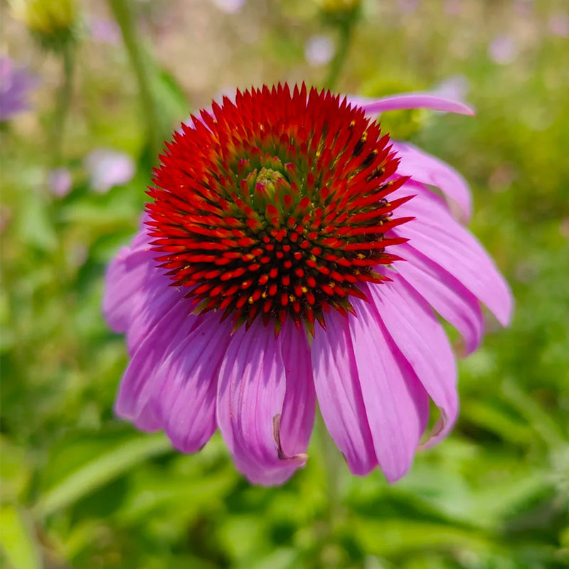 Coneflower Seeds (Echinacea)