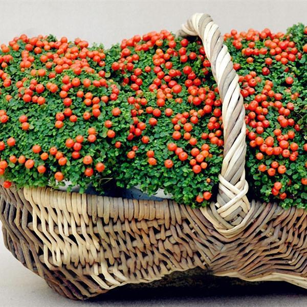Egrow 50Pcs（100Pcs）/Bag Lamp Beads Grass Seeds Flower Seeds Garden Bonsai Plant for Home Garden Plants