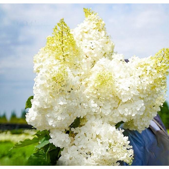 Premium White Hydrangea Seeds - 200+ Seeds Per Pack for Gorgeous Garden Blooms